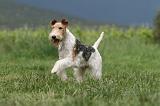 FOX TERRIER 697